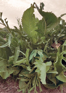 petra-maria-muehl-das-grosse-rasenstueck